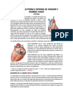 Anatomía Externa e Interna de Corazón y Grandes Vasos PDF