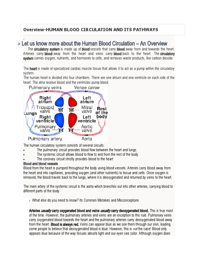 Overview - HUMAN BLOOD CIRCULATION AND PATHWAYS | PDF | Circulatory ...