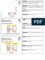 Fichas Musculos PDF