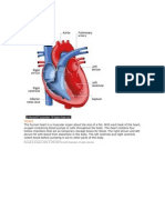 An Illustration of The Heart