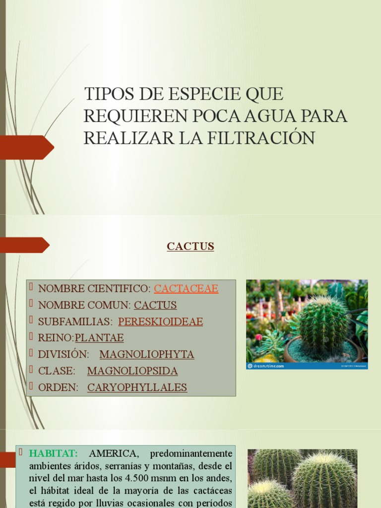Caractersticas del cactus para nios | PDF
