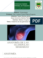 Anatomía de Las Glándulas Mamarias