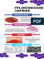 Enterococcus y Staphylococcus