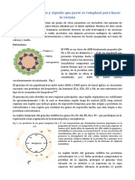 Virus de Papiloma Humano