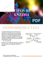 Tipos de Enzima 4