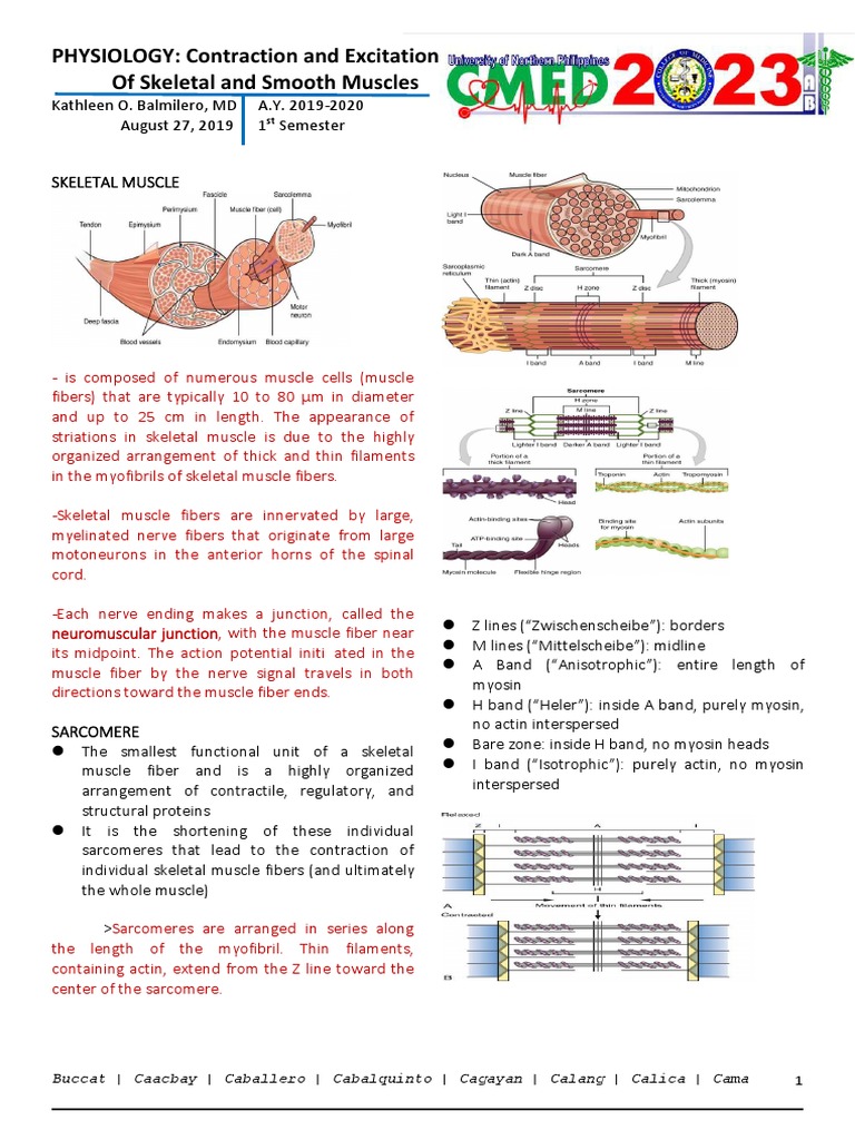 Trans - Physio Contraction and Excitation of Skeletal Smooth Muscles ...