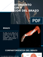 Compartimientos Brazo