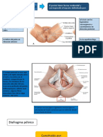 Anatomía del periné masculino