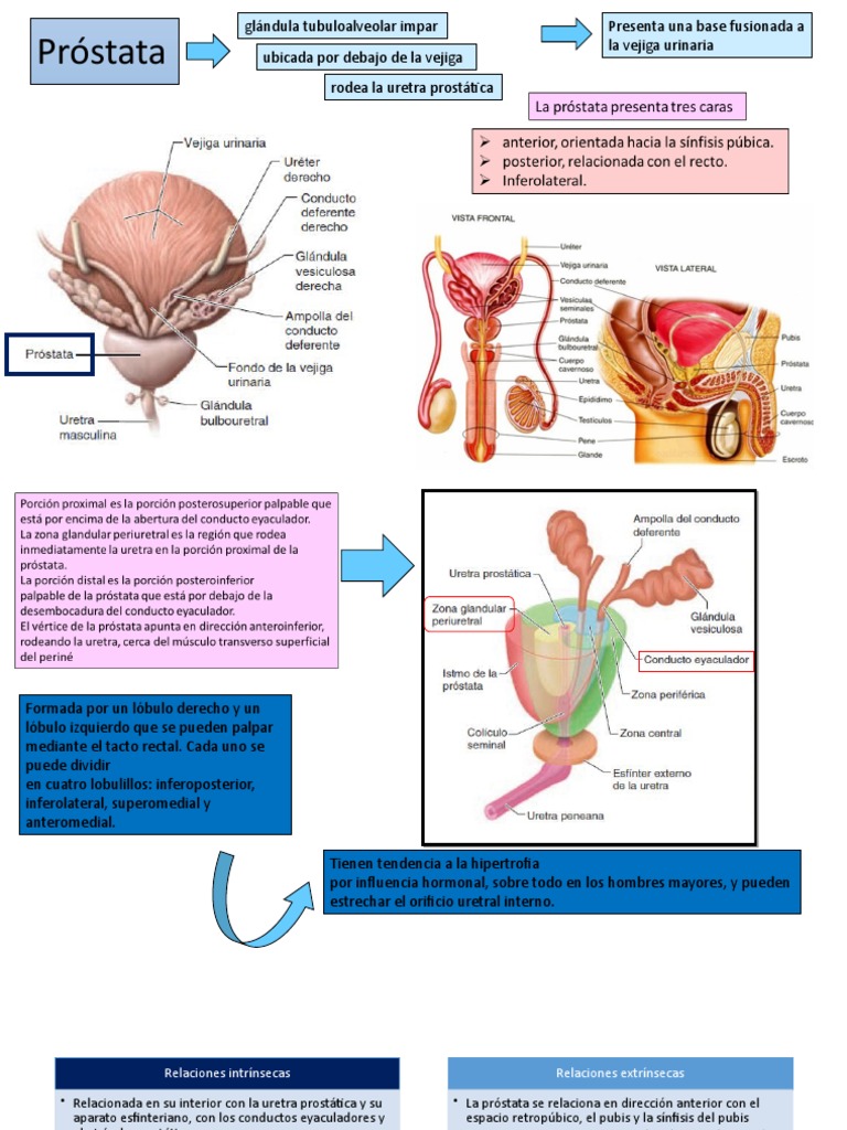 Anatomía y Función de la Próstata | PDF | Próstata | Vejiga urinaria