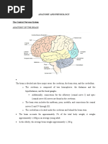 Anatomy and Physiology of The Brain