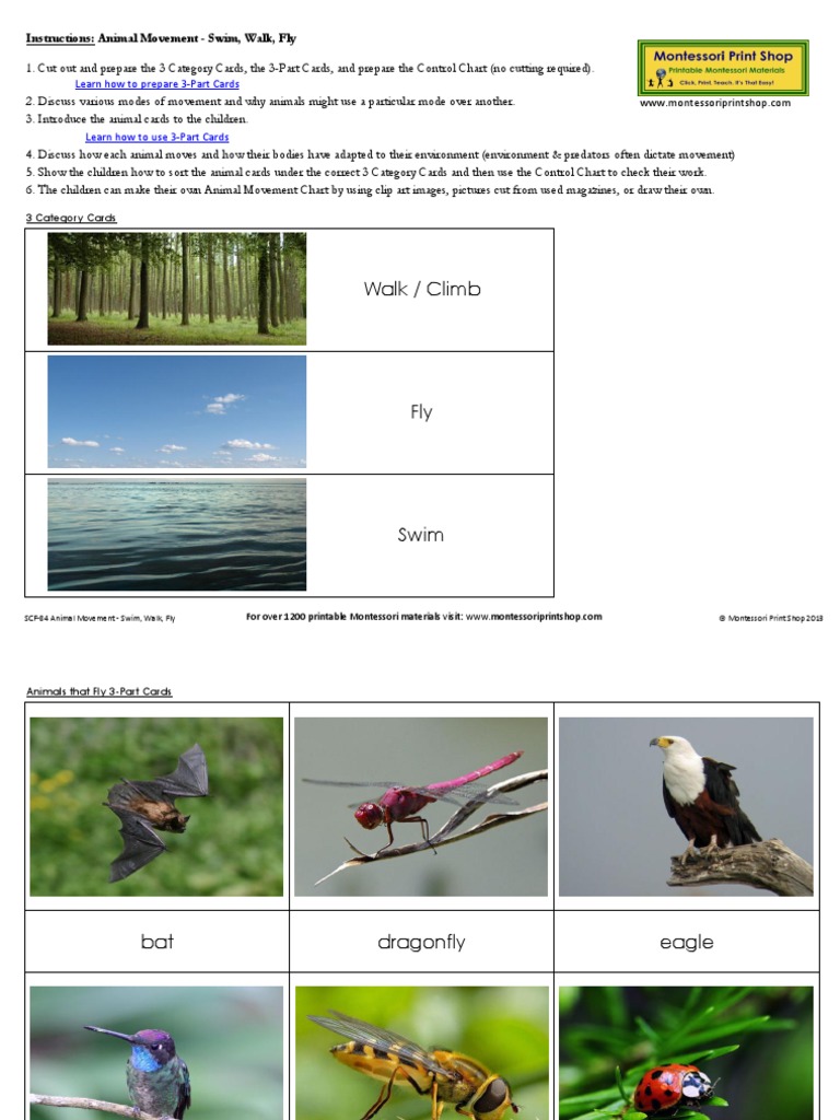 Cultural Animales Que Nadan Vuelan Van Por Tierra Clasificar 1 | PDF ...