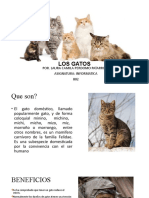 Presentacion Los Gatos 2