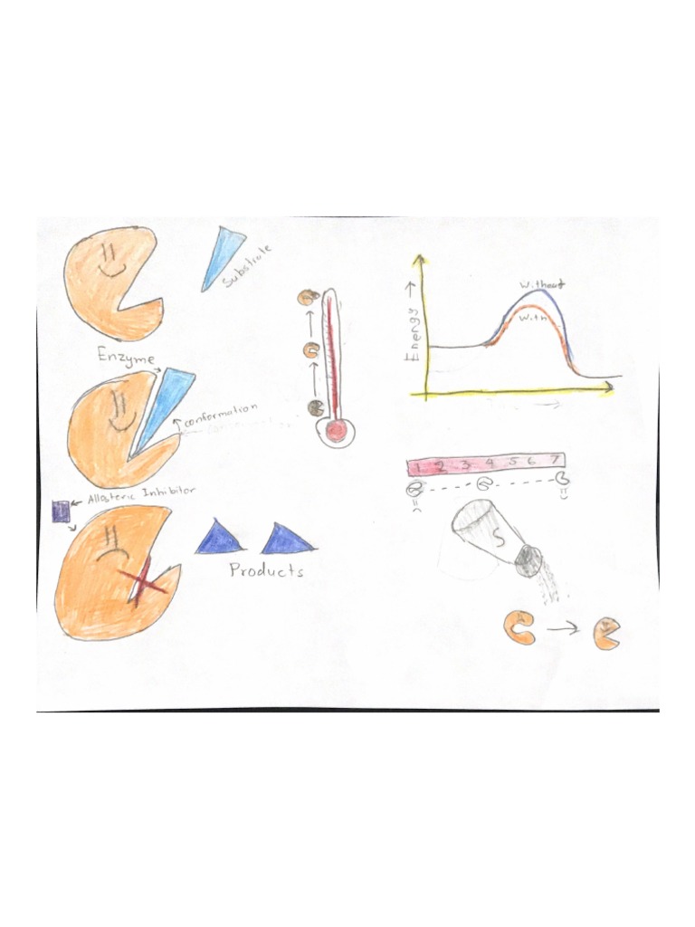 Enzyme Sketchnote PDF