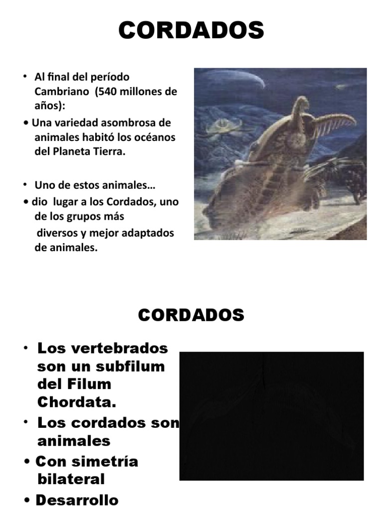 Clase Cordados 2013. | PDF | Vertebrados | Cordados, image size:768x1024