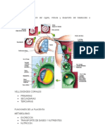 Fecundación y Placentación