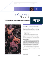 Fourtee: Echinoderms and Hemichordates