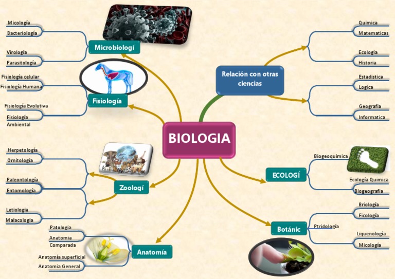 Mapa Mental Relación De La Biología Con Otras Ciencias Y Aplicación De