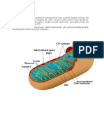 Mitocondria - Structura Si Functii
