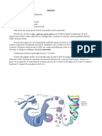 STRUCTURA NUCLEULUI de La ADN La CROMOZOM