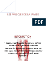 Les Muscles de La Jambe