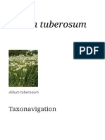 Allium Tuberosum - Wikispecies