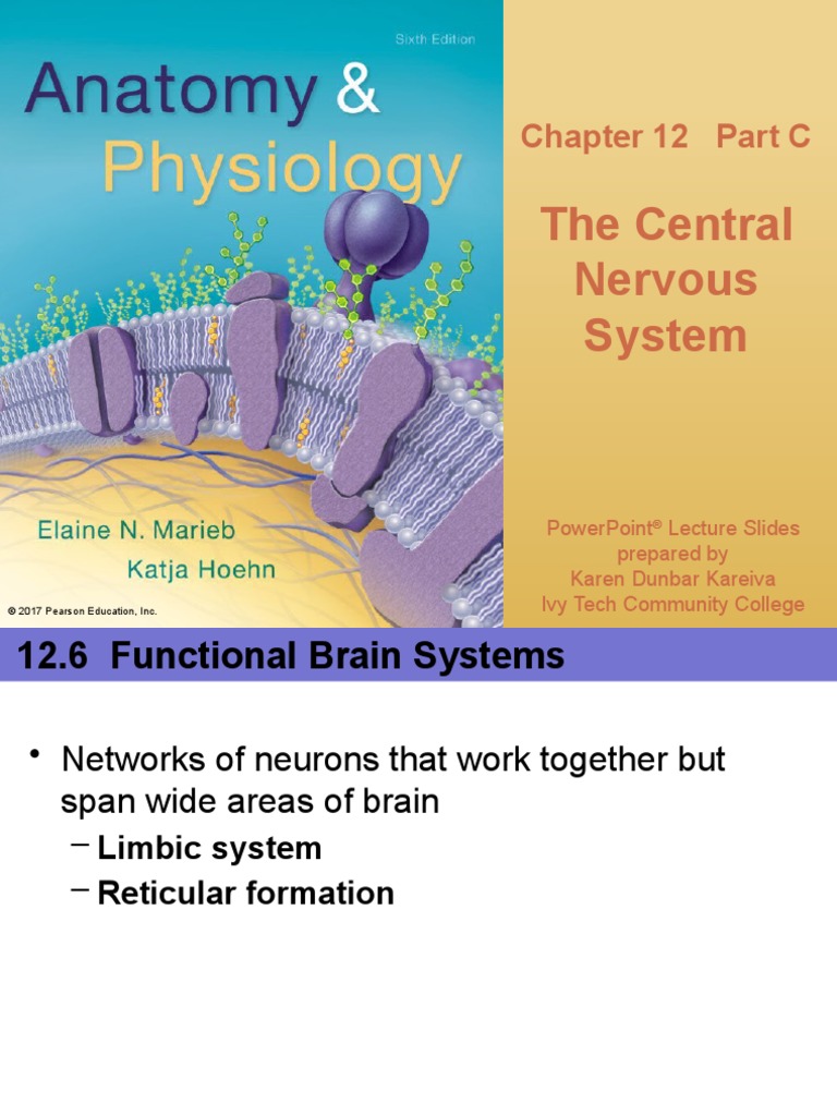 Nervous System | PDF | Cerebrospinal Fluid | Limbic System