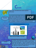 Orals: Corals Are Tiny, Individual Marine Animal Organisms Called Polyps