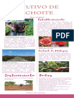 Cultivo de Achiote Infografia