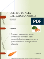 Cultivo de Alta Calidad Zanahoria