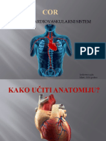 COR Anatomija