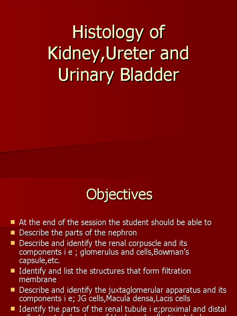 Ureter Histology Overview and Diagram | PDF | Kidney | Human Anatomy