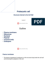Prokaryotic Cell: Structures Internal To The Cell Wall