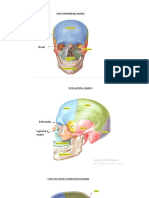 Guia Anatomia