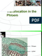 Translocation in The Phloem
