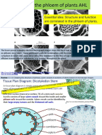 Essential Idea: Structure and Function Are Correlated in The Phloem of Plants