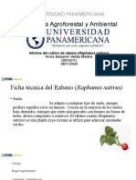 Cultivo de rabanos en la Universidad Panamericana