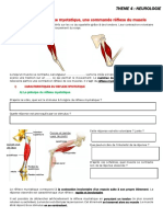 NEURO Réflexe Myotatique