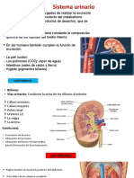 Clase de Excretor