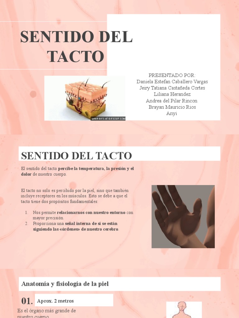 Sentido Del Tacto | PDF | Piel | Sentidos