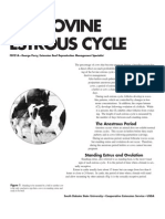 Bovine Estrus Cycle