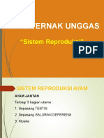 Sistem Reproduksi Ayam