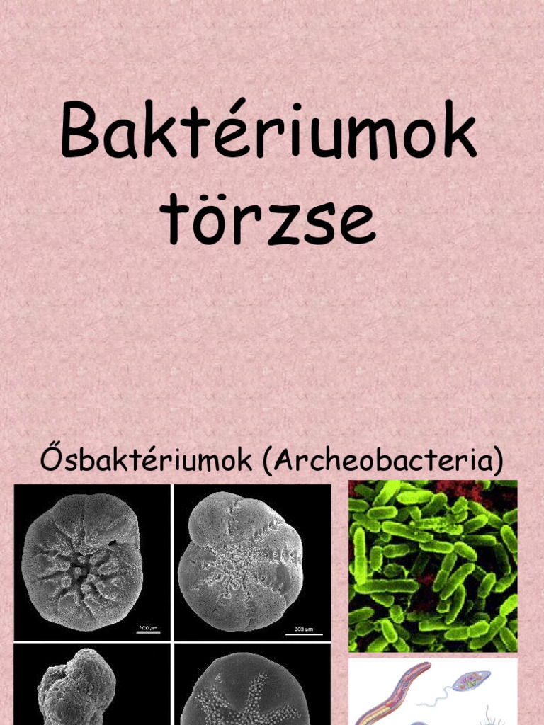 Bakt riumok PDF