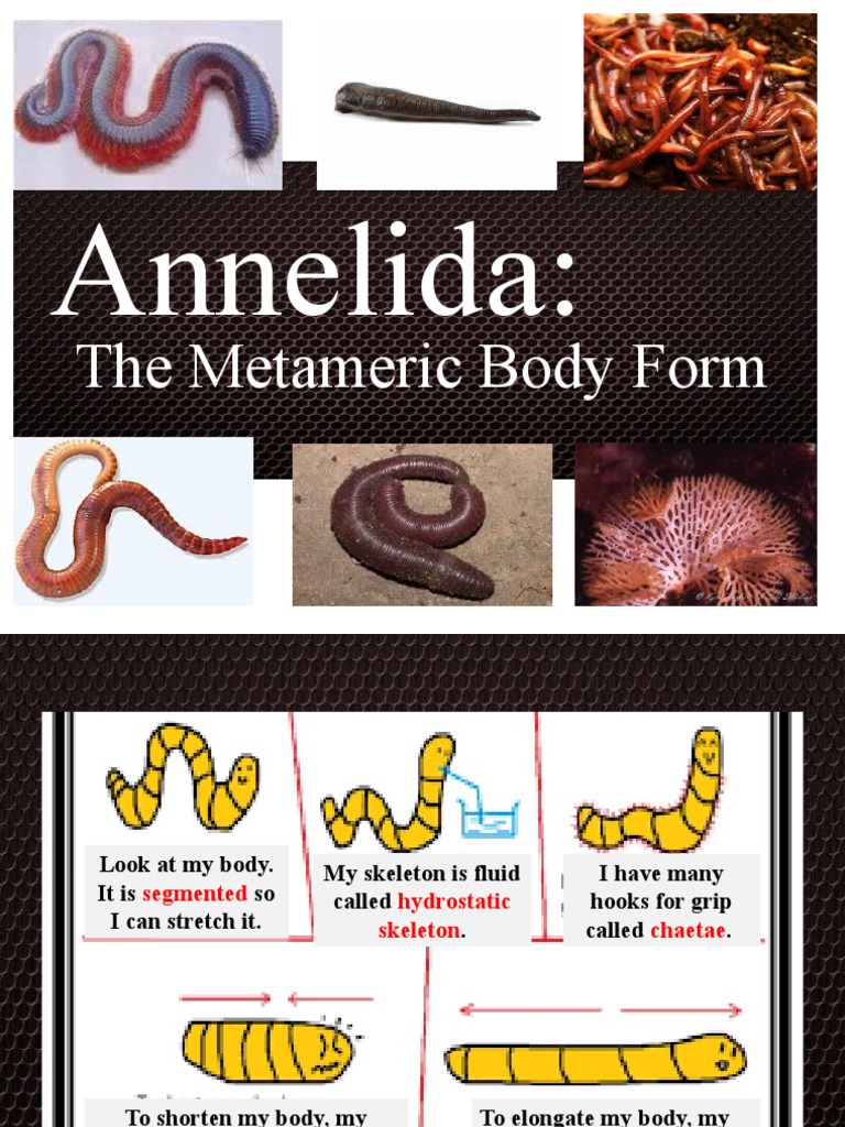 Annelida:: The Metameric Body Form | Download Free PDF | Anatomy ...
