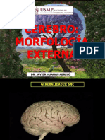 Cerebro - Morfol Externa 29 04 19