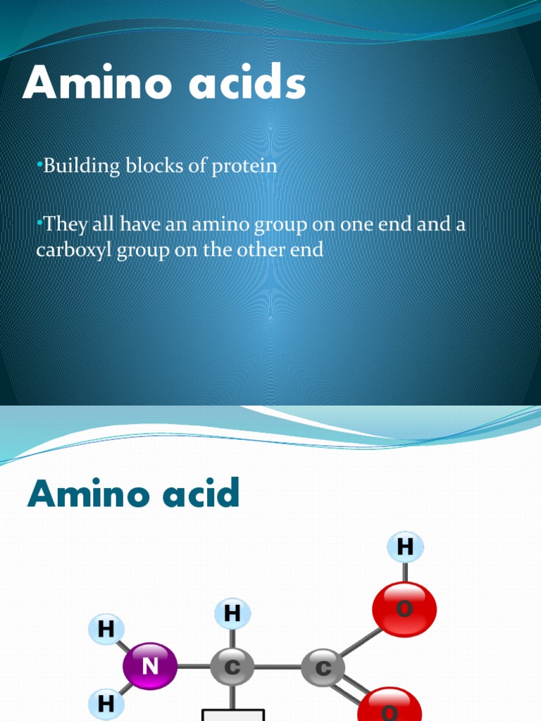 Amino Acids Building Blocks of Protein They All Have An Amino Group On