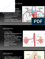 5 - 3 Cardiocirculatorio Arterias-1