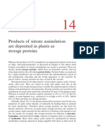 Plants store nitrate assimilation products as storage proteins