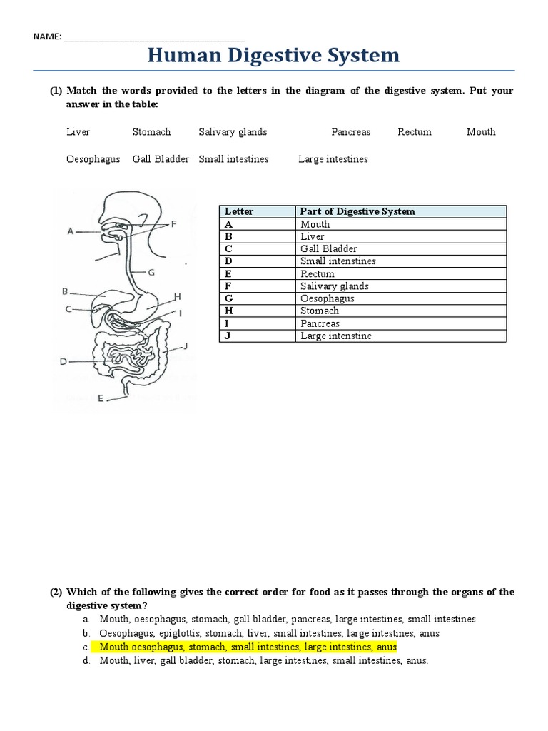Human Digestive System Worksheet PDF Human Digestive System Stomach