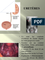 Ureteres