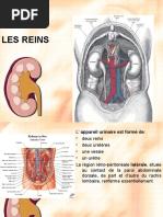 Anatomie Rénale | PDF | Rein | Foie